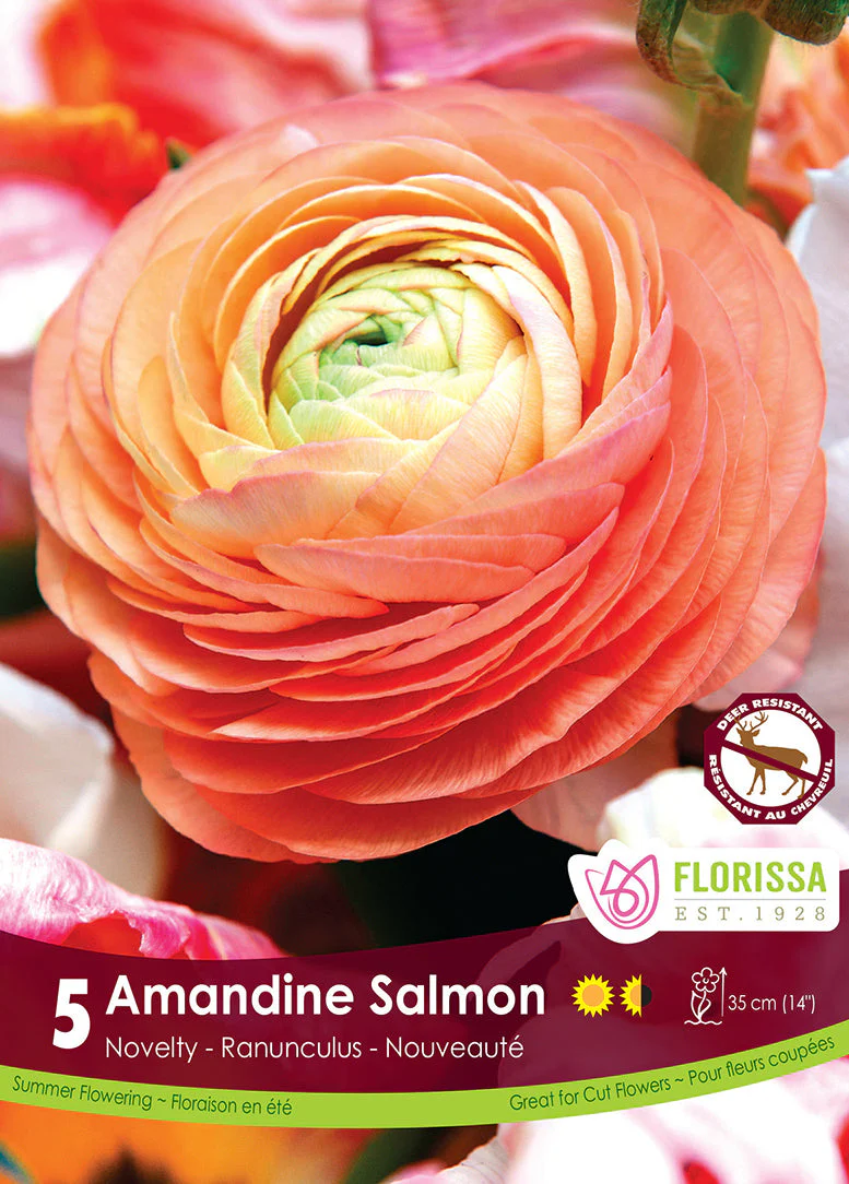 Ranunculus Salmon 5/pk