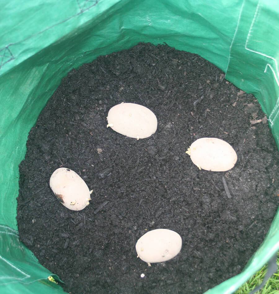 Potato/Tomato Grow Bags (3 bags) - Image 3