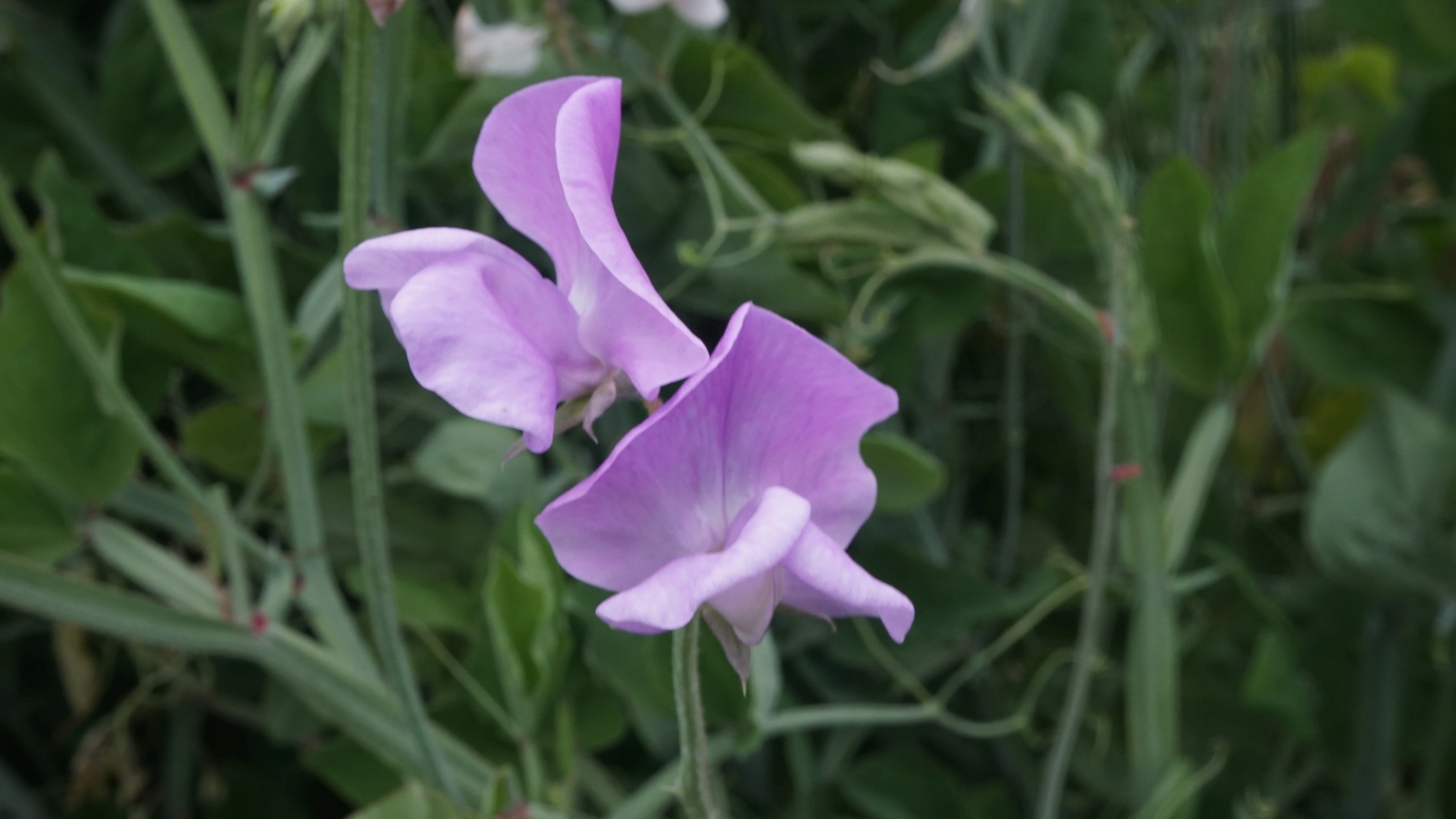 Royal Family Lavender - Image 2