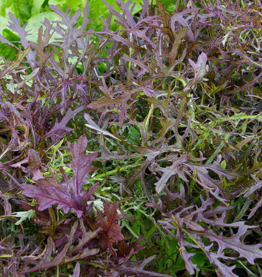Ruby Streaks Organic - Image 2