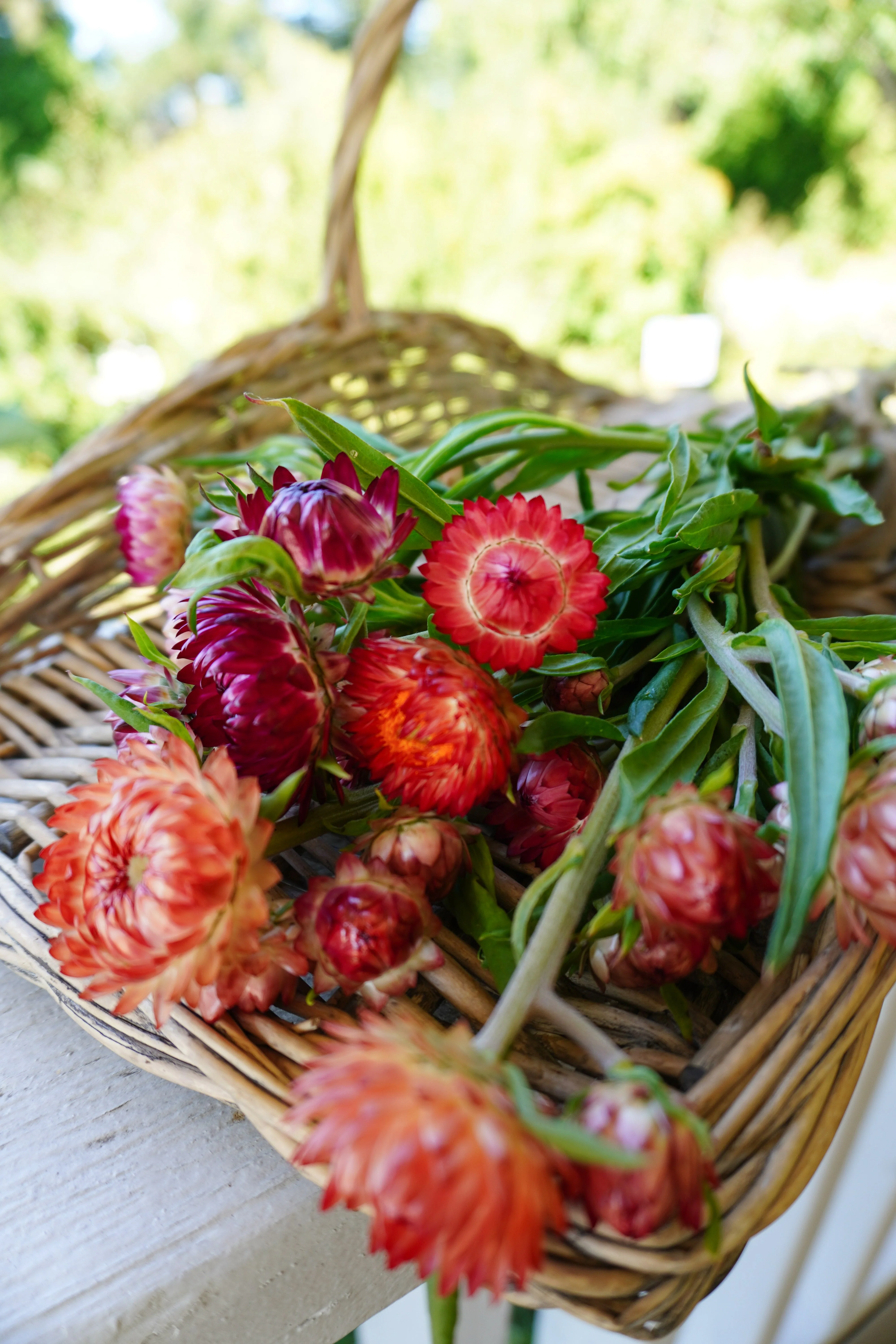Salmon Rose - Image 4