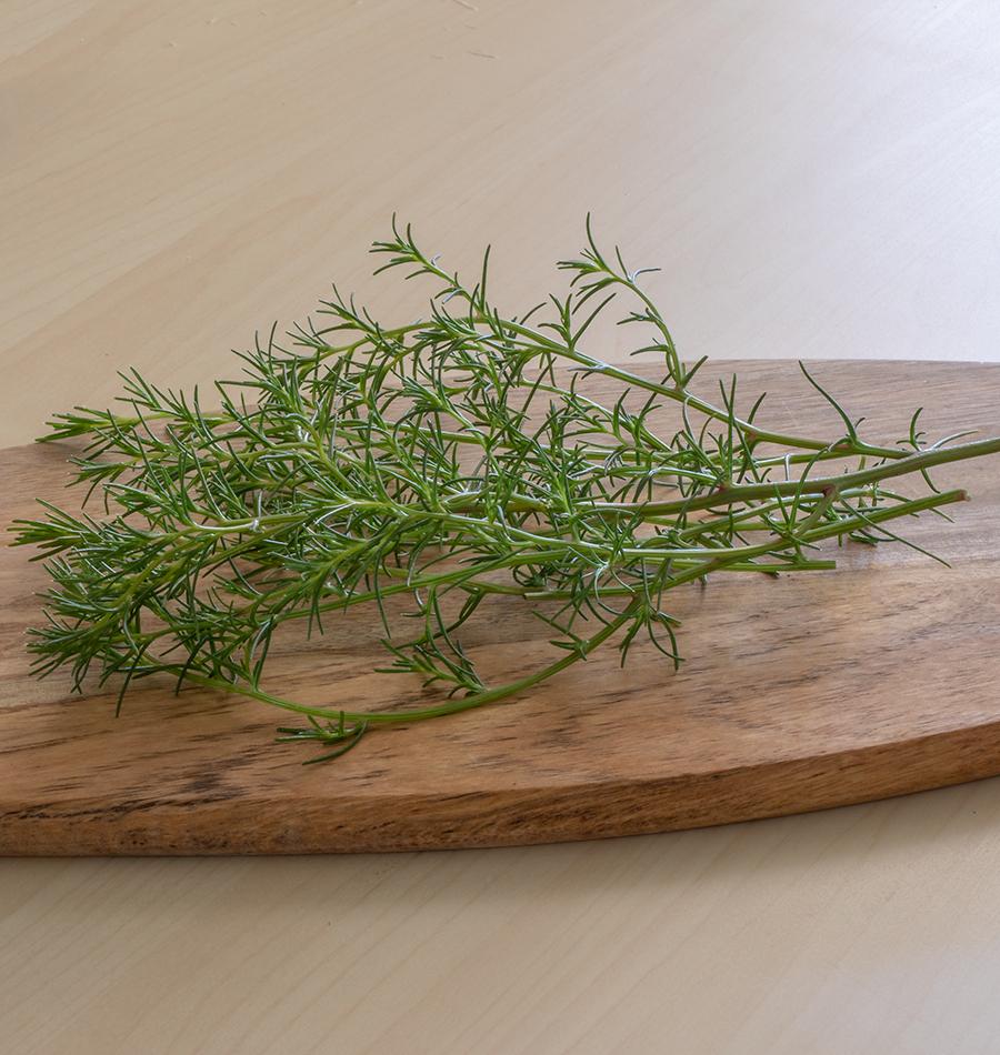 Salsola - Image 2