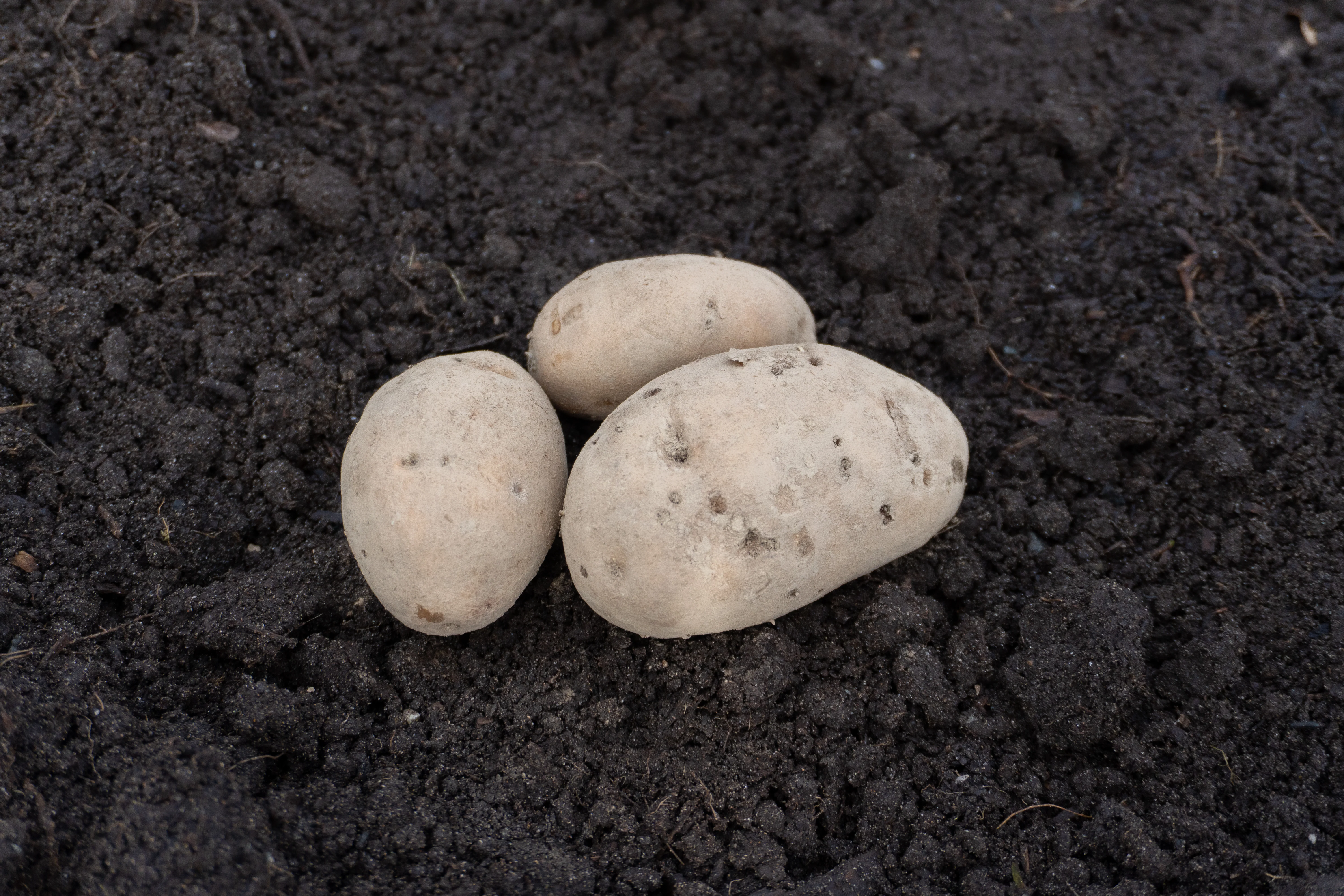 Sieglinde Organic - Image 4