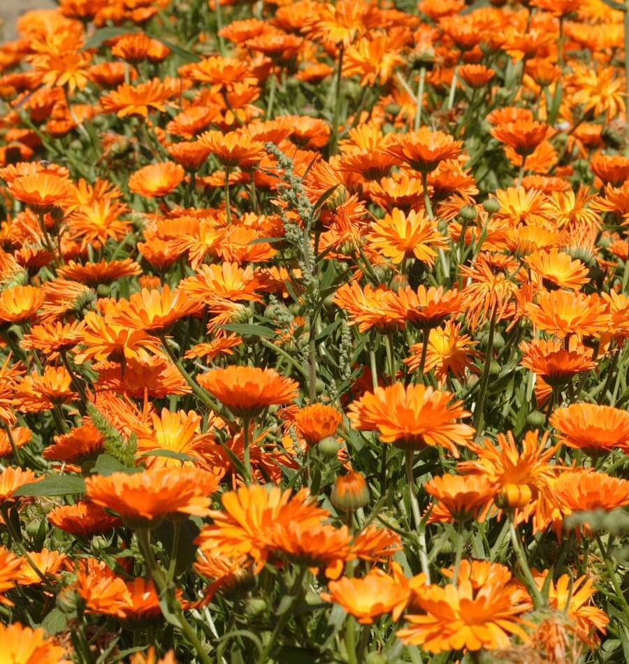 Single Orange - Image 3