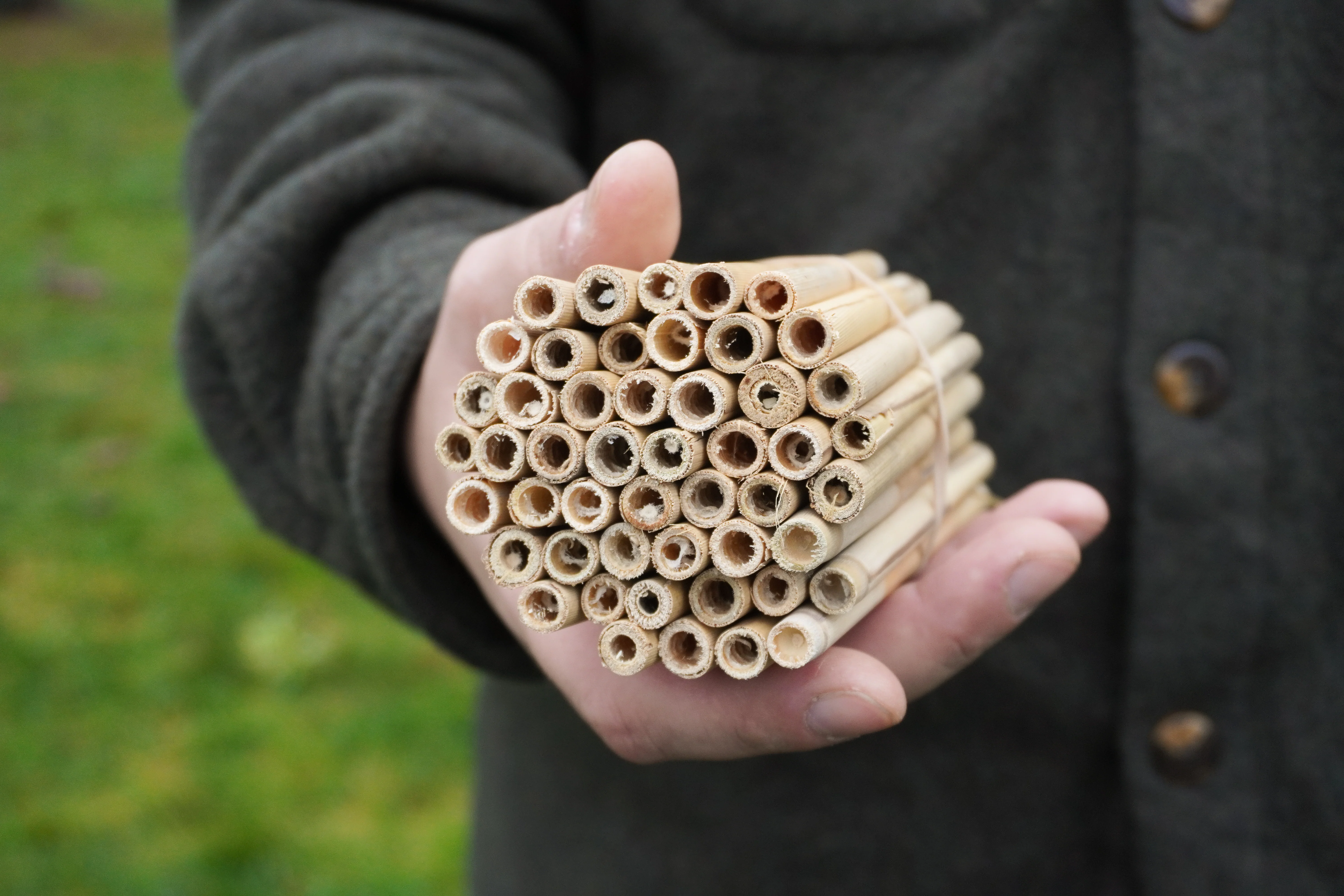 Small Natural Reeds (50) - Image 4