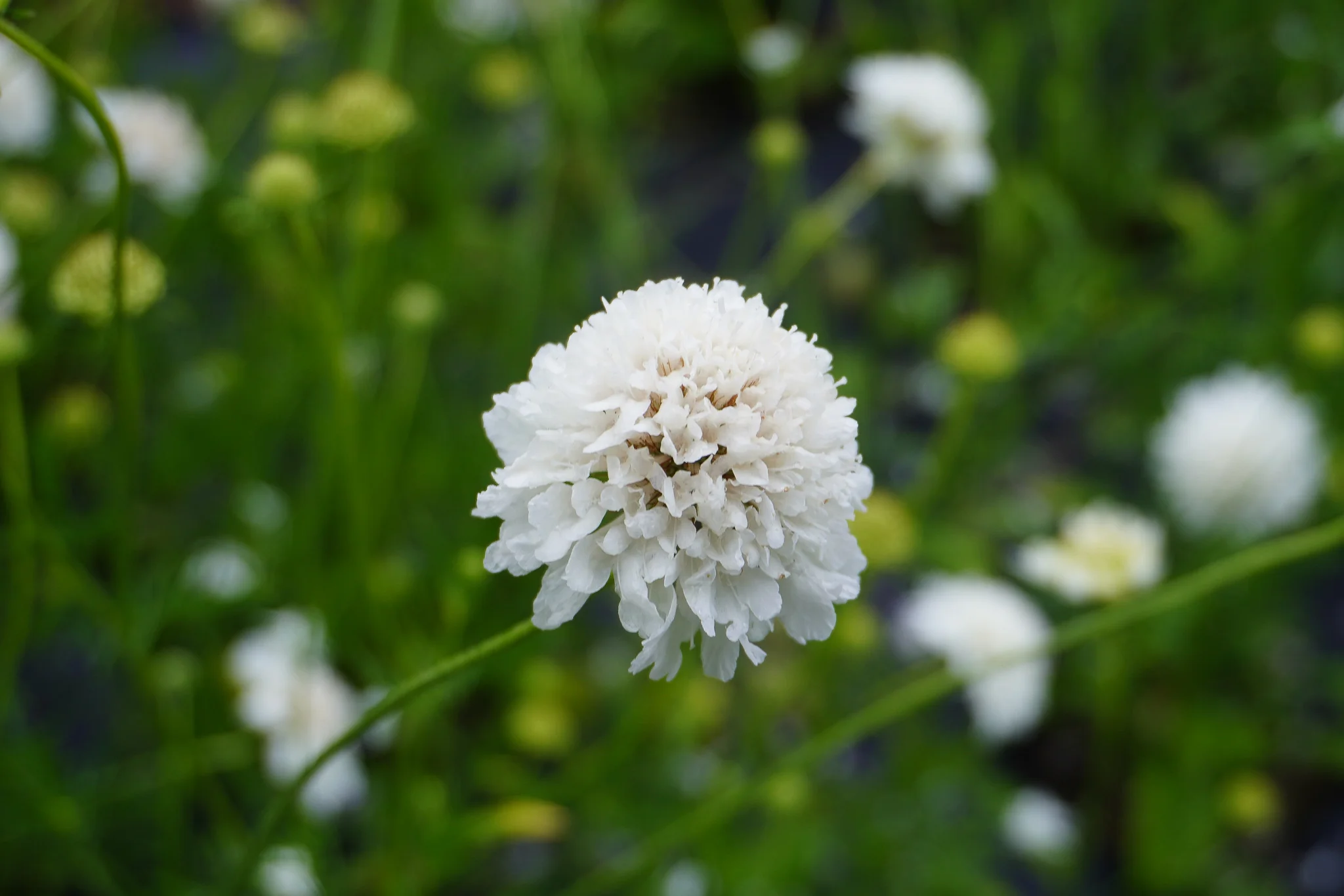 Snowmaiden - Image 4