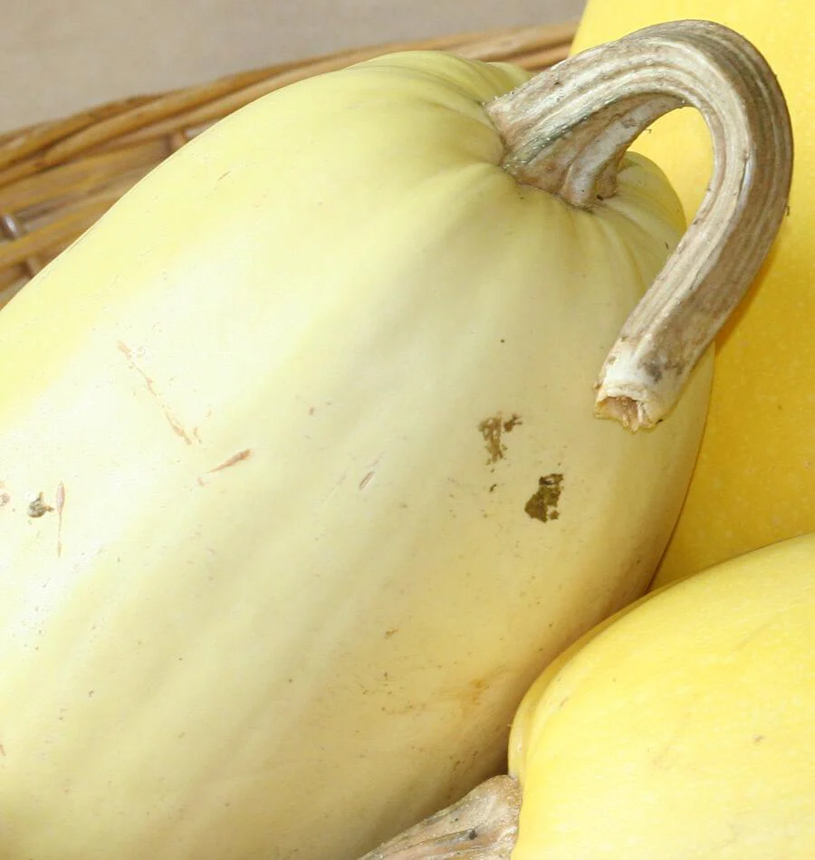Vegetable Spaghetti Squash - Image 2