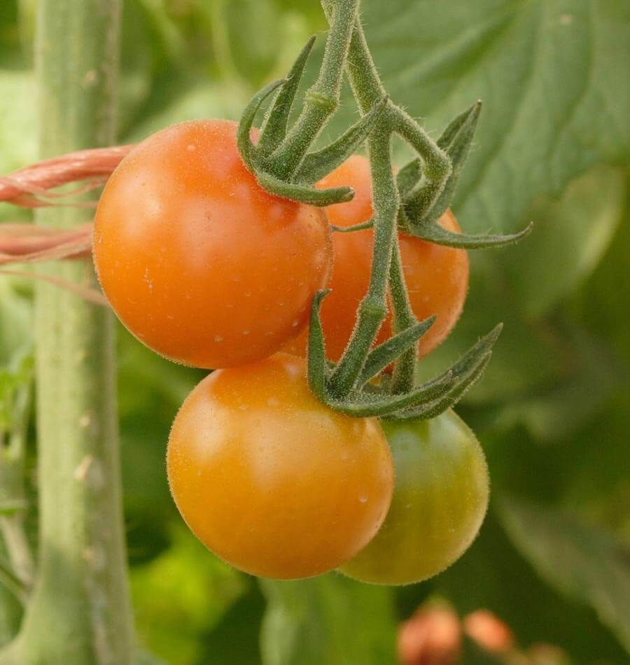 Sungold - Image 3