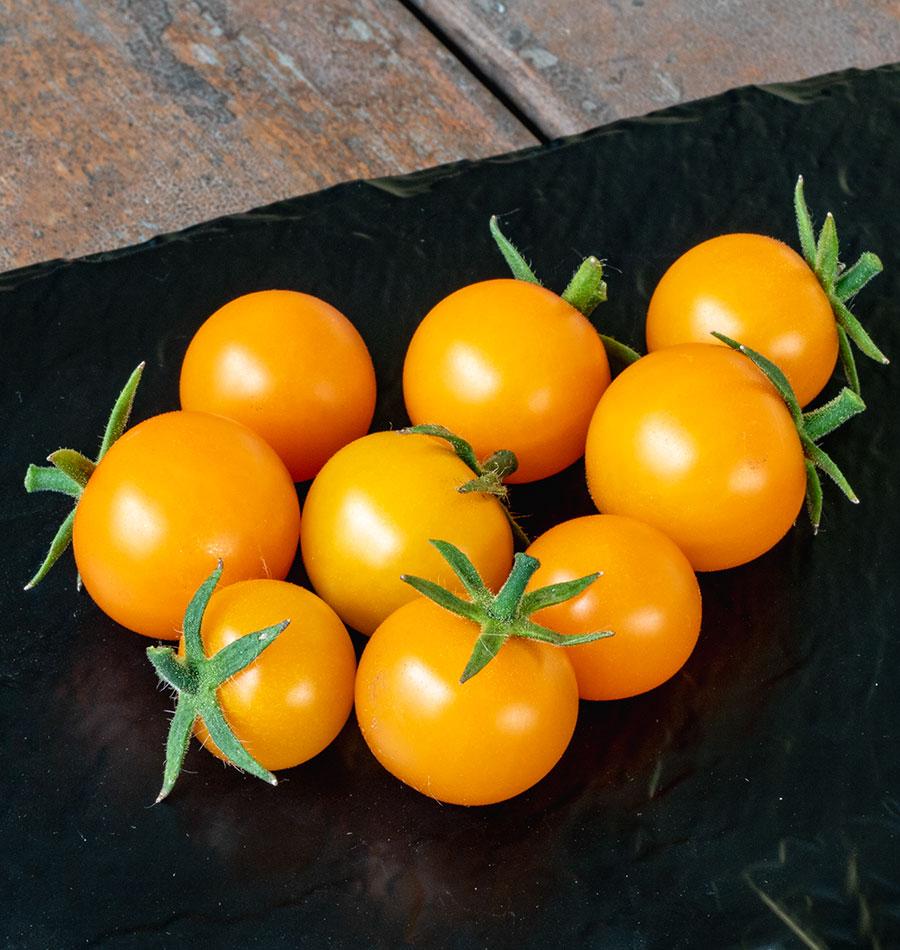 Sungold - Image 4