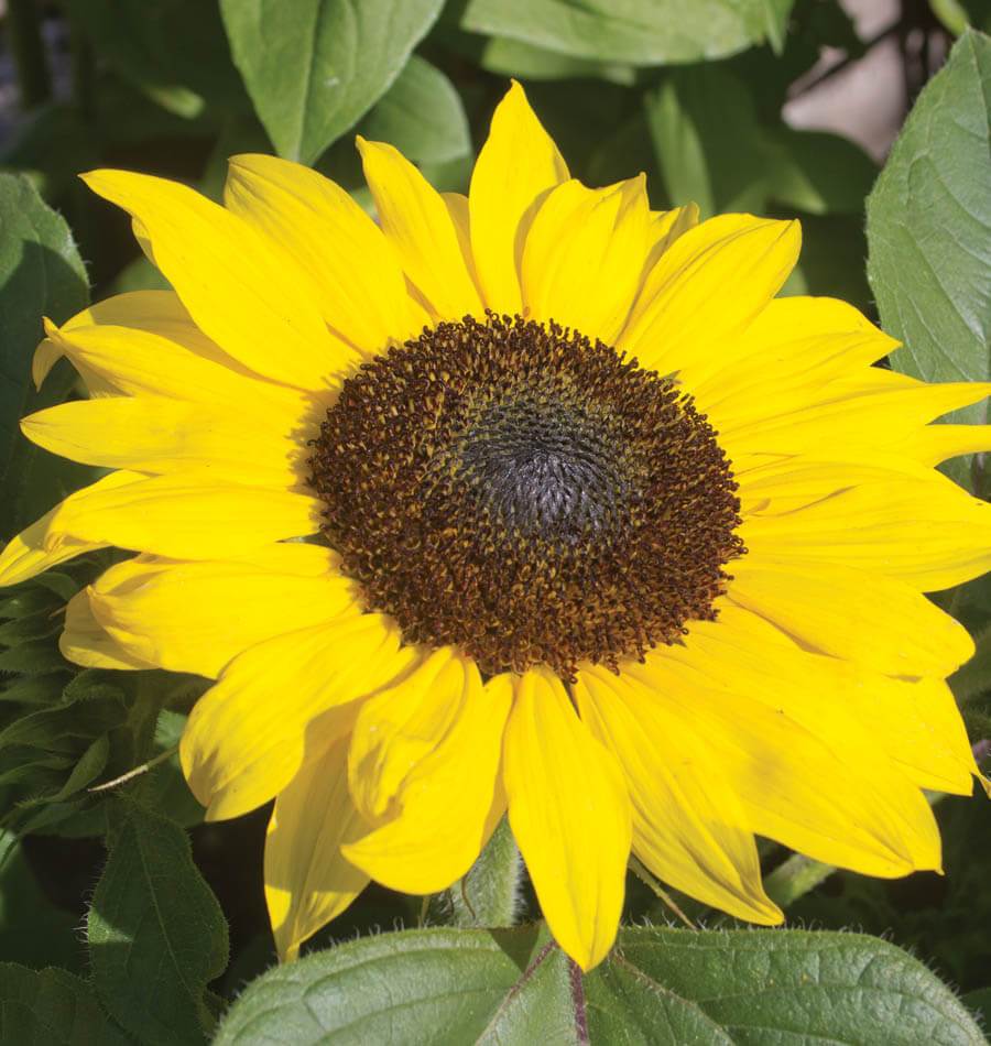 Suntastic - Image 3