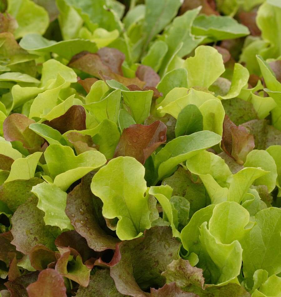 Super Gourmet Salad Blend - Image 3
