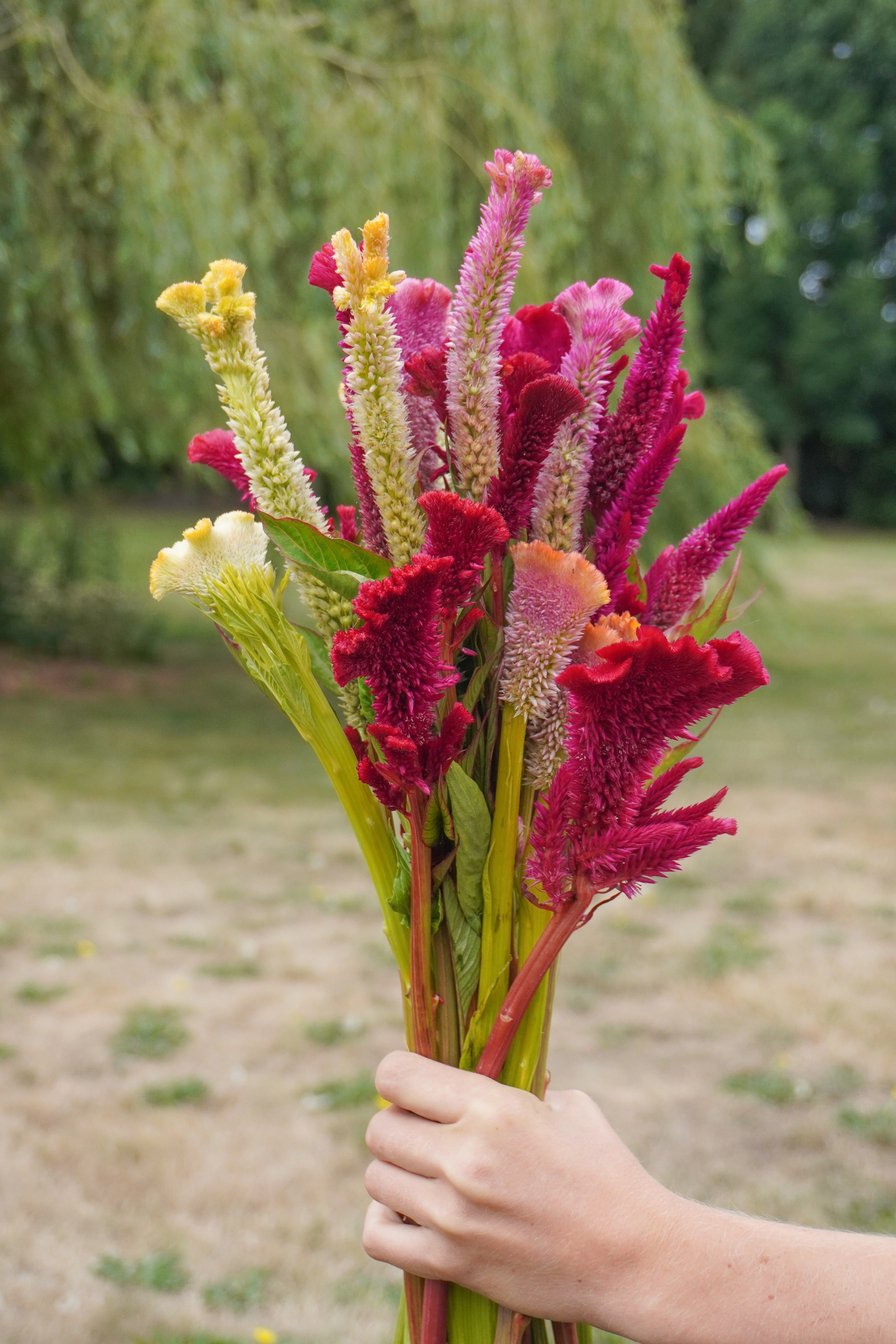 Supercrest Mix - Image 3