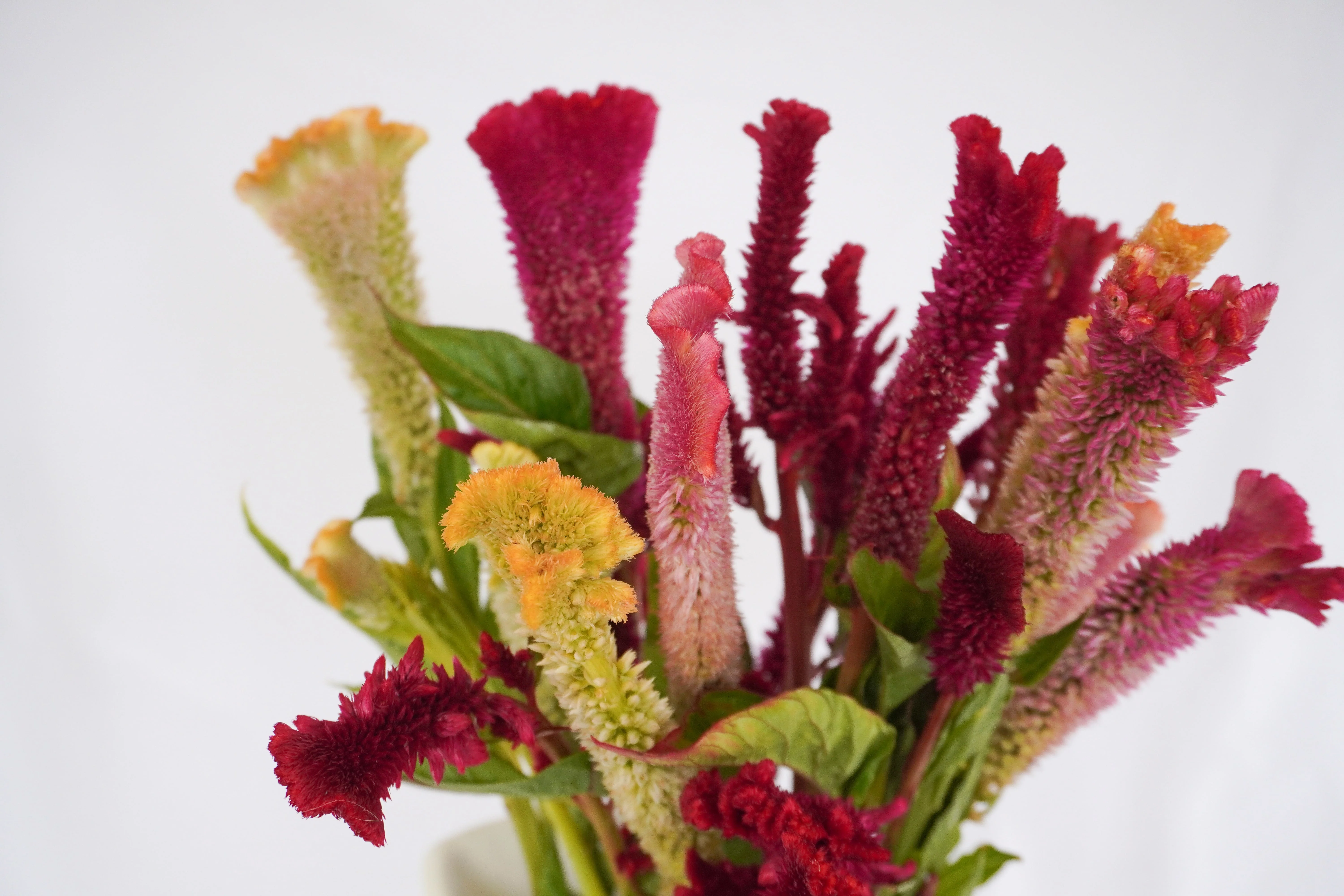 Supercrest Mix - Image 4