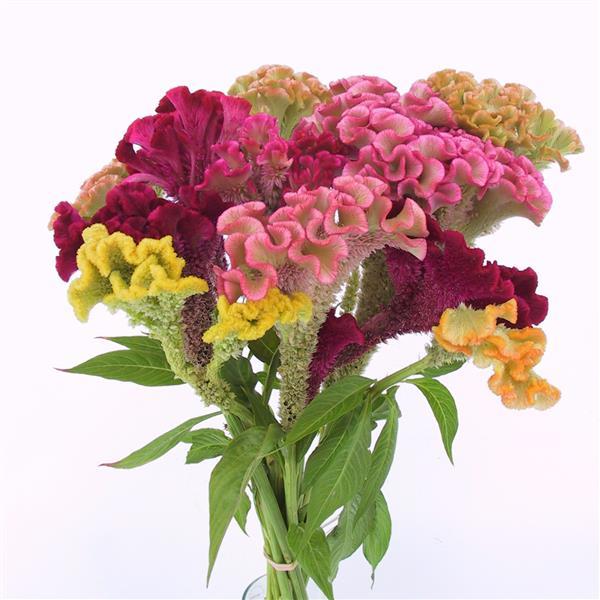 Supercrest Mix - Image 5
