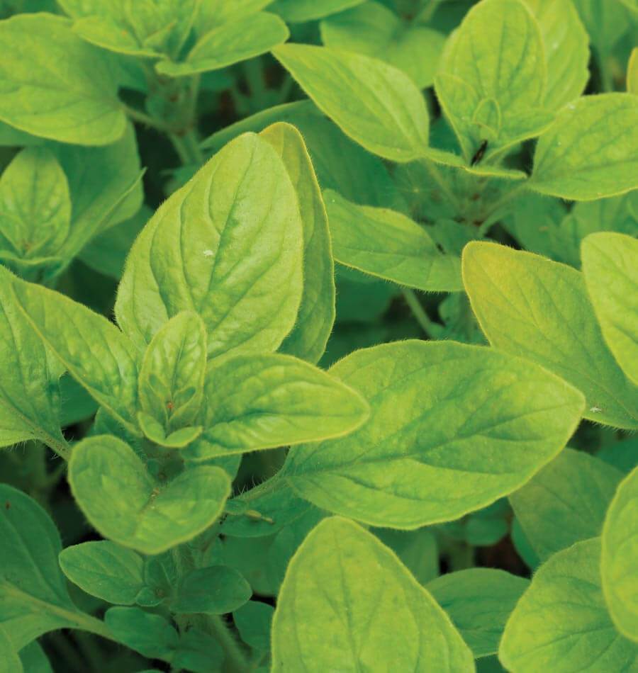 Sweet Marjoram