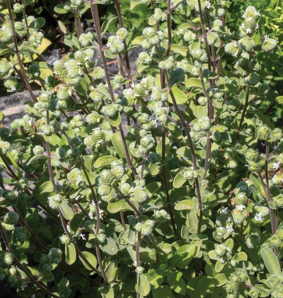 Sweet Marjoram - Image 2