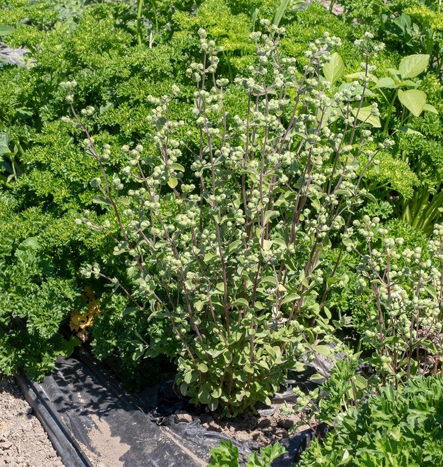Sweet Marjoram - Image 4