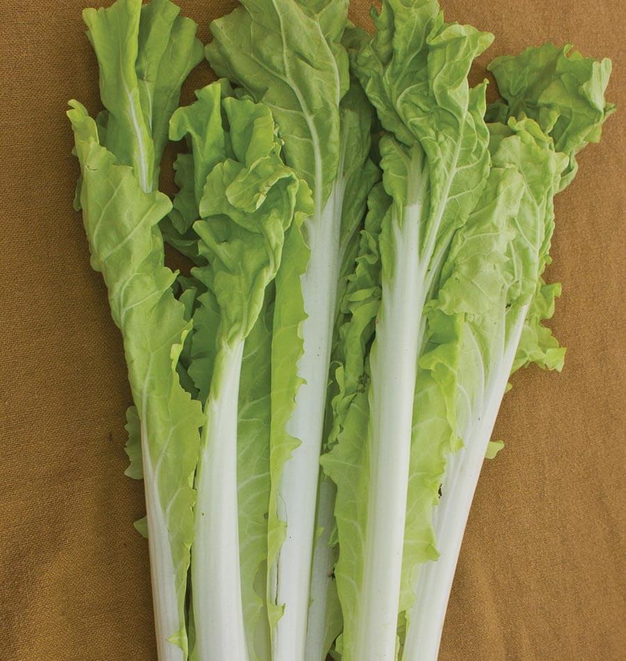 Taiwan Pac Choi