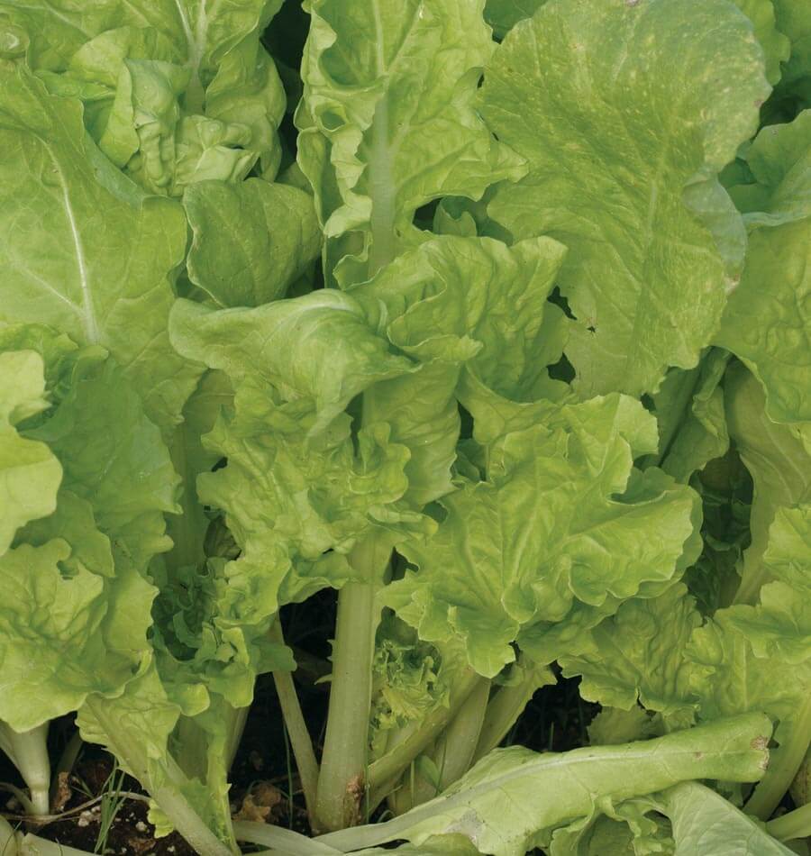 Taiwan Pac Choi - Image 2