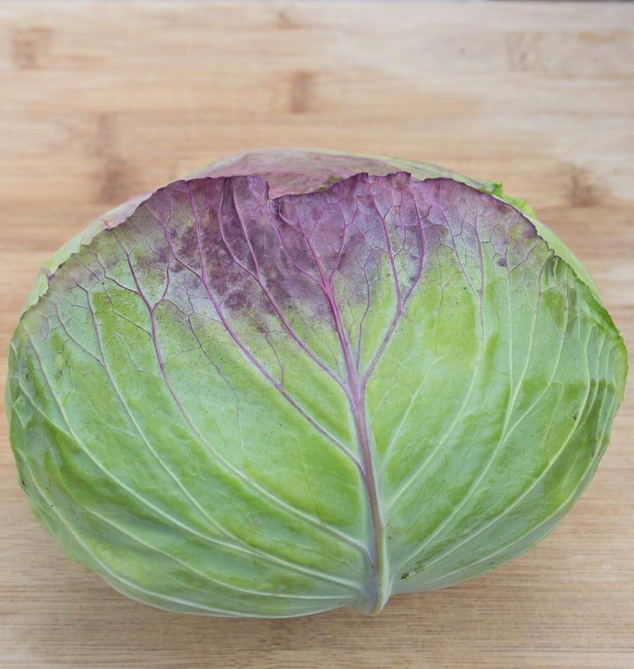 Taiwan Cabbage F1