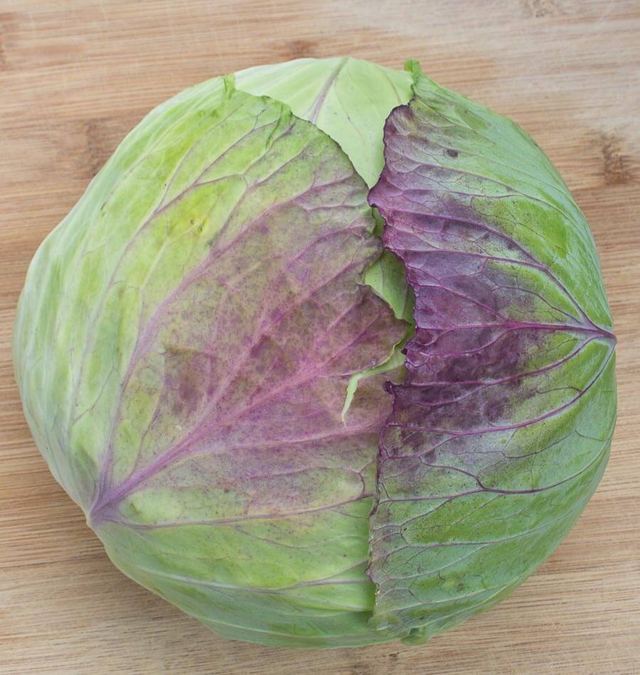 Taiwan Cabbage F1 - Image 2