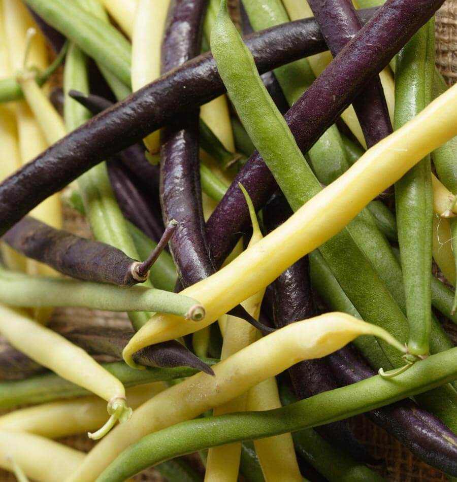 Tricolour Bean Blend - Image 3