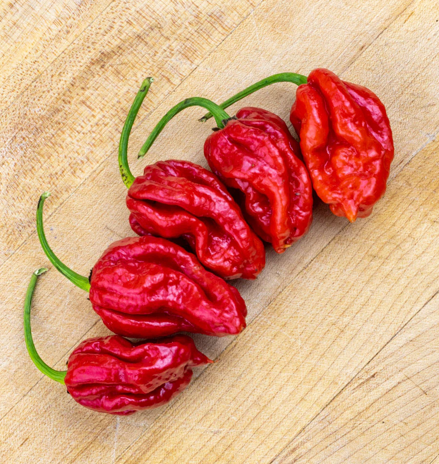 Trinidad Moruga Scorpion - Image 3