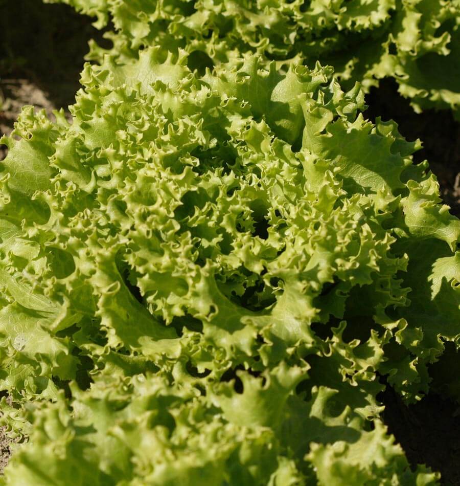 Tropicana Pelleted Organic - Image 3