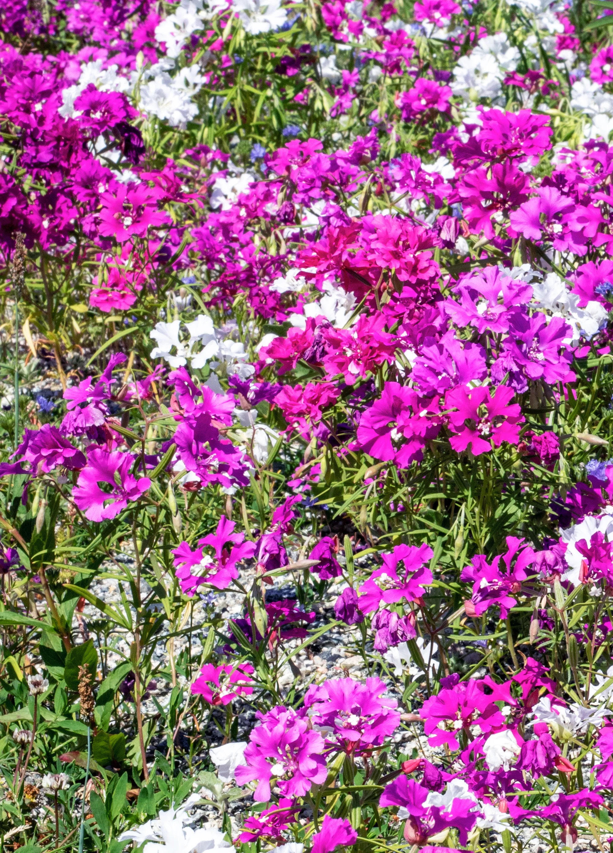 Upland Blend - Image 3