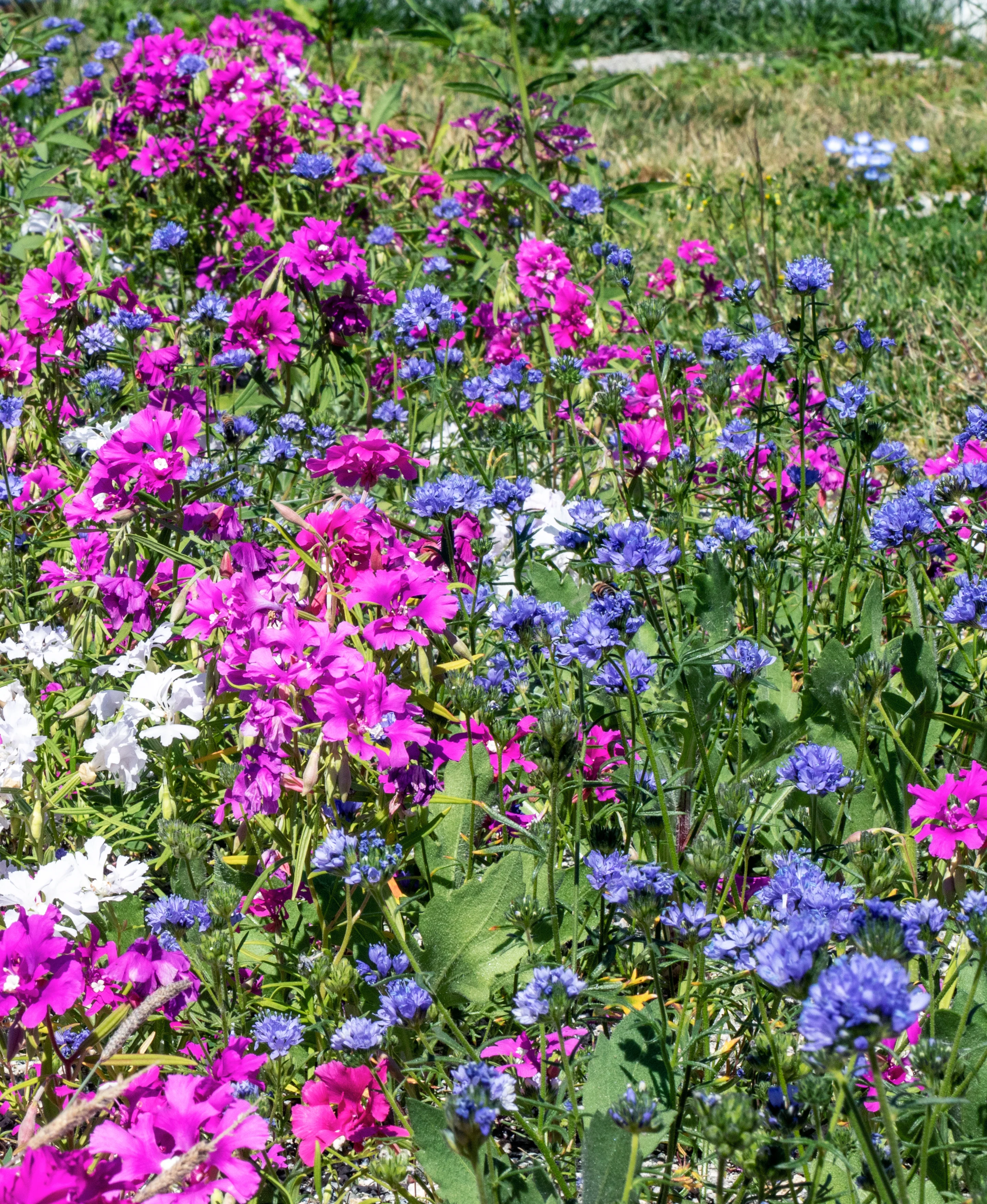 Upland Blend - Image 4