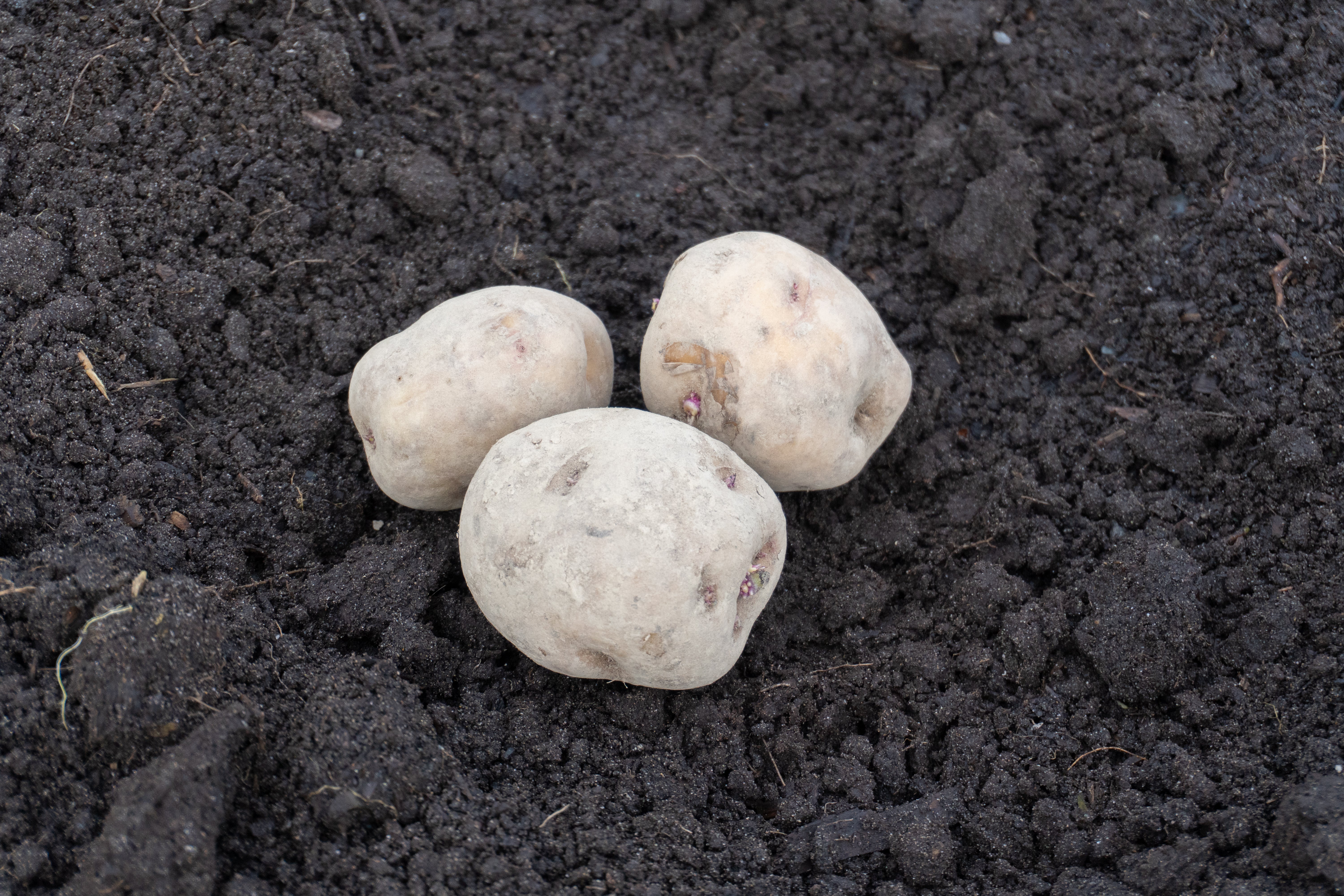 Warba Organic - Image 5