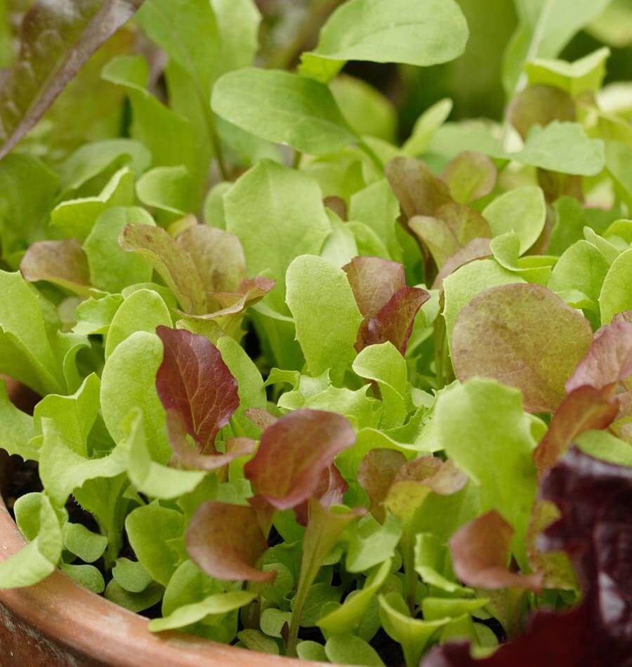 West Coast Market Mix - Image 2
