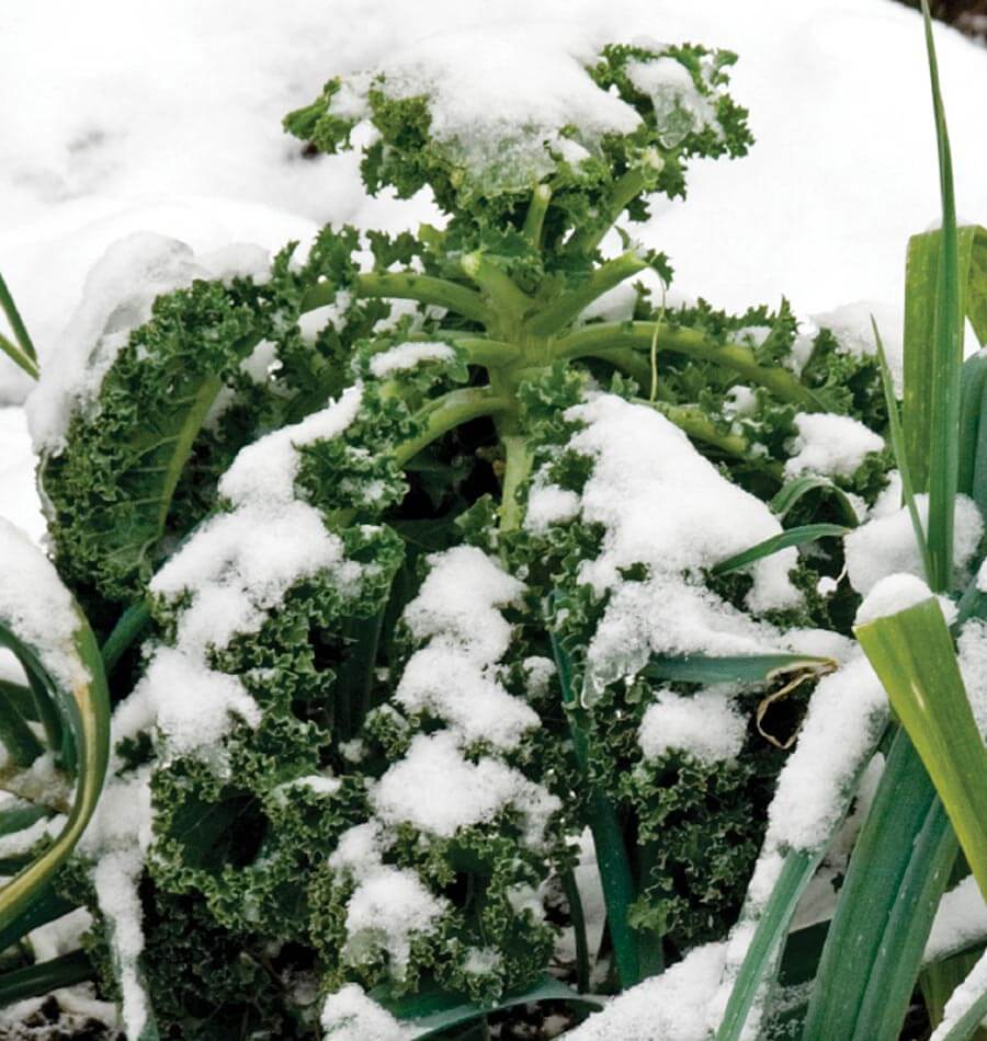 Winter Blend - Image 3