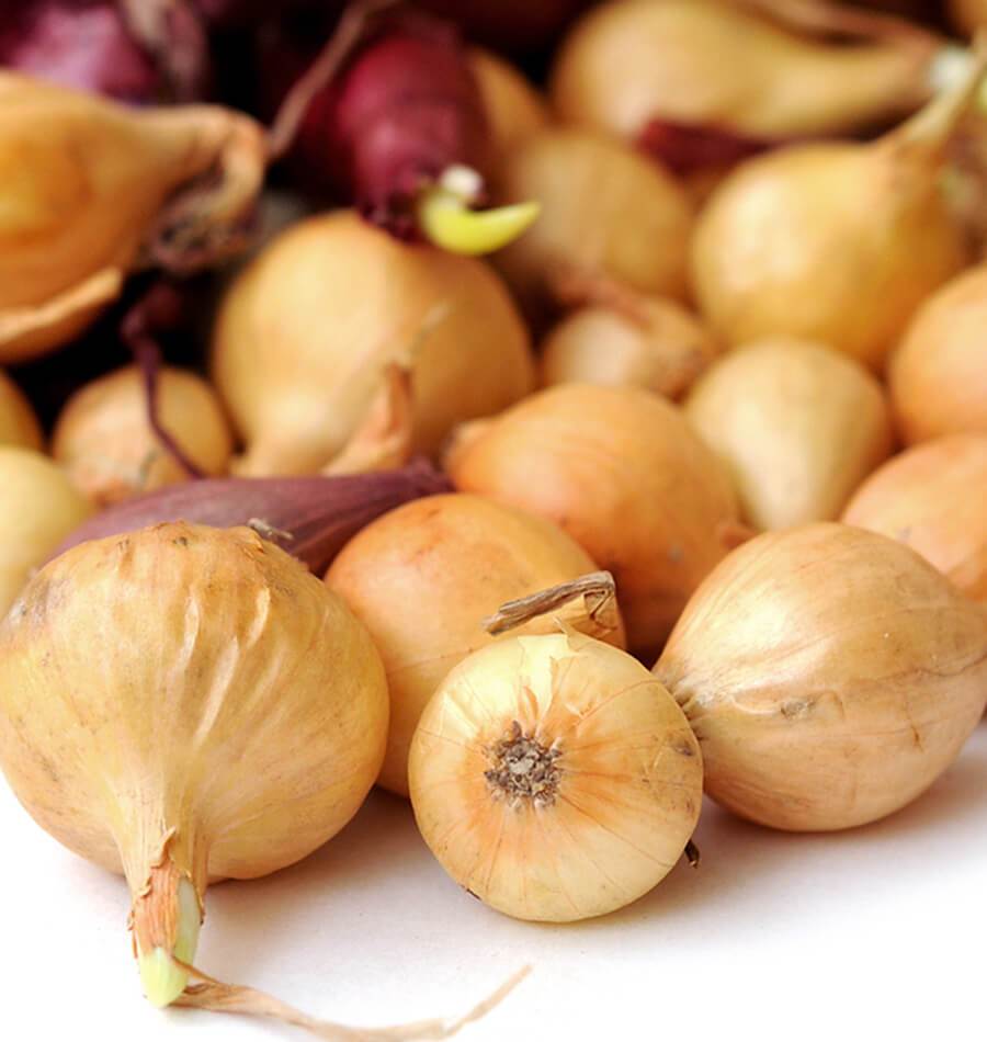 Yellow Onion Sets - Image 2