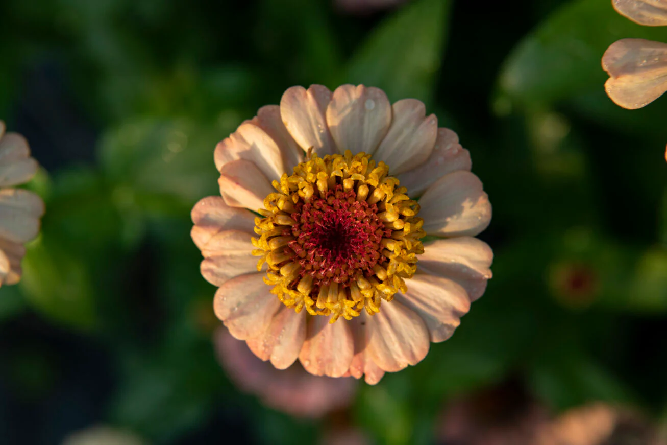Zinderella Peach - Image 4