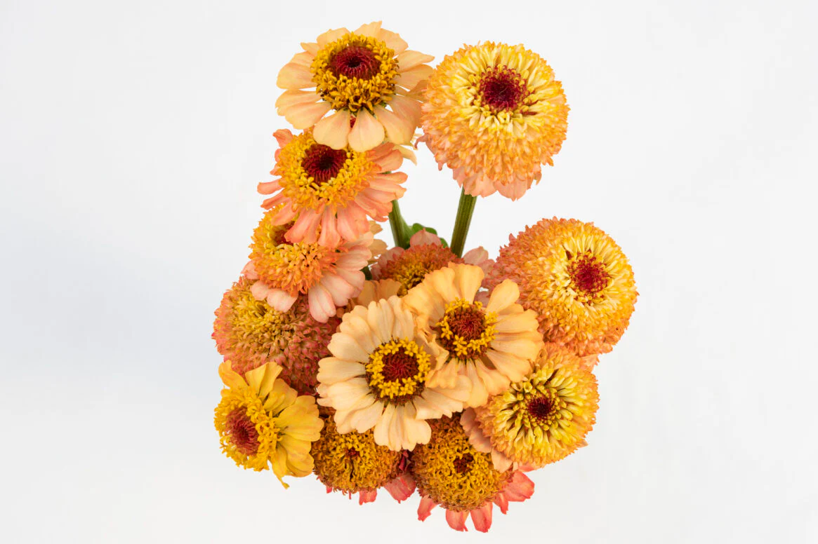 Zinderella Peach - Image 5